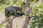 walking Sun Bear