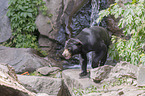 walking Sun Bear