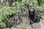 sitting Sun Bear