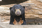 Sun Bear portrait