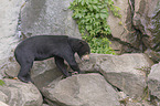 walking Sun Bear