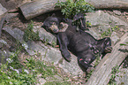 liegender Sun Bear