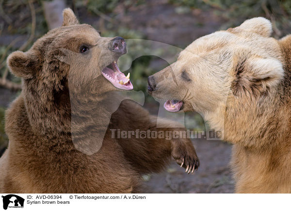 Syrian brown bears / AVD-06394