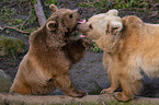 Syrian brown bears