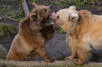 Syrian brown bears