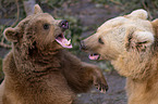 Syrian brown bears