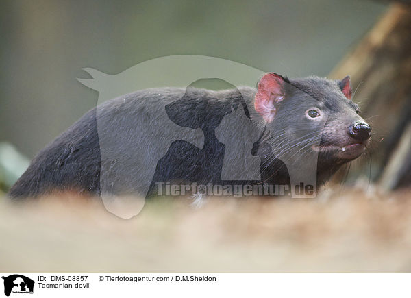Tasmanian devil / DMS-08857