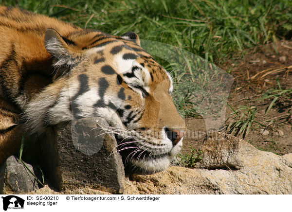 schlafender Tiger / sleeping tiger / SS-00210