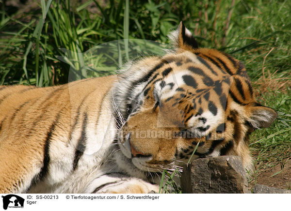 Tiger / tiger / SS-00213