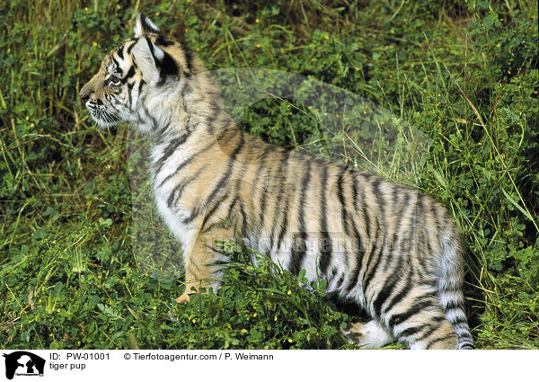 Tiger Welpe / tiger pup / PW-01001