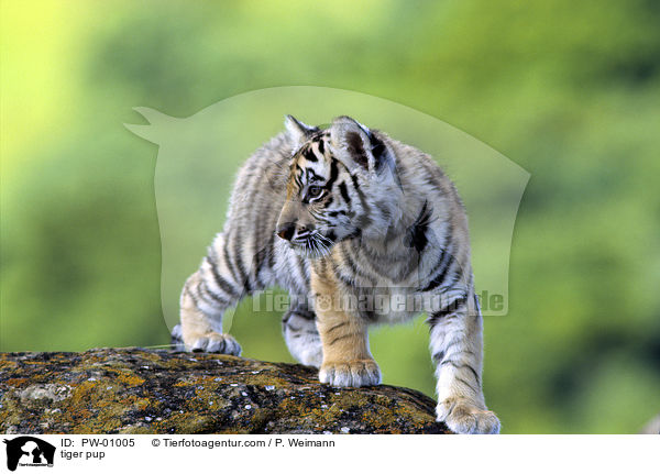 Tiger Welpe / tiger pup / PW-01005