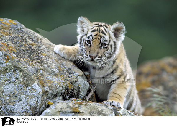 Tiger Welpe / tiger pup / PW-01006
