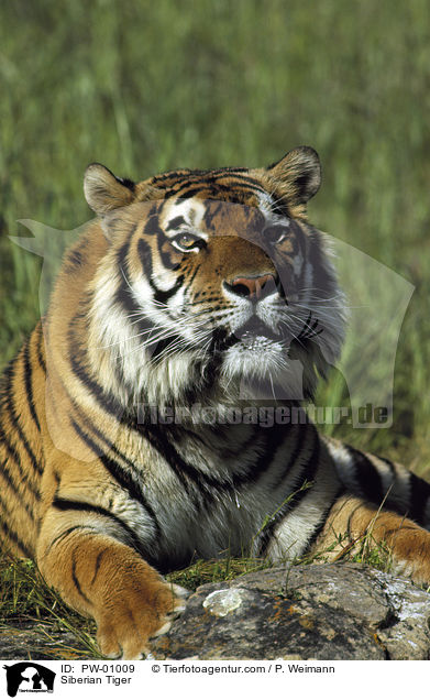 Sibirischer Tiger / Siberian Tiger / PW-01009
