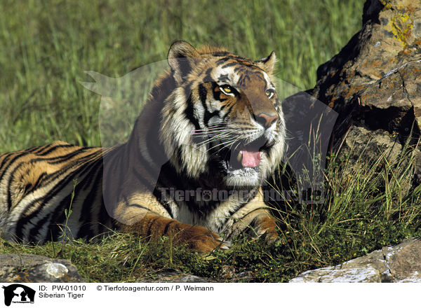 Sibirischer Tiger / Siberian Tiger / PW-01010
