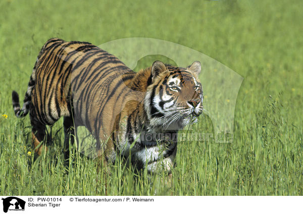 Siberian Tiger / PW-01014
