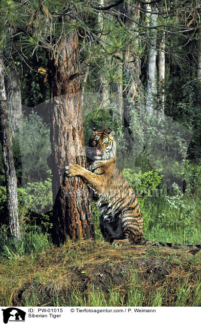 Siberian Tiger / PW-01015