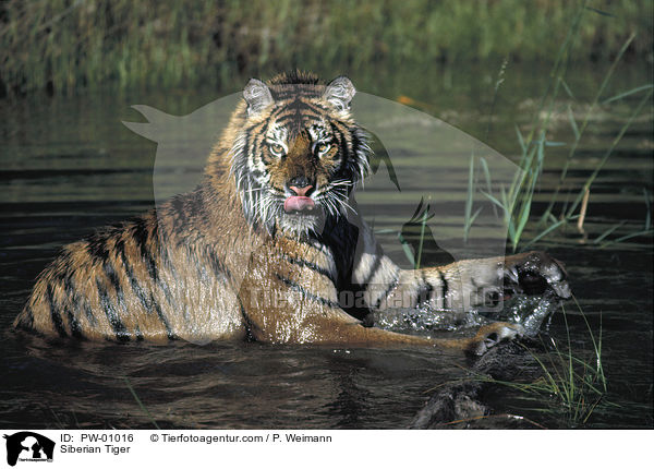 Sibirischer Tiger / Siberian Tiger / PW-01016