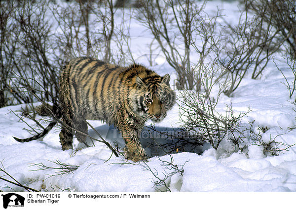 Siberian Tiger / PW-01019