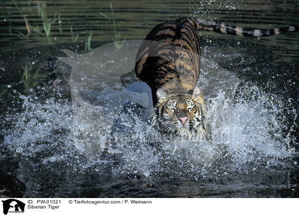 Sibirischer Tiger / Siberian Tiger / PW-01021