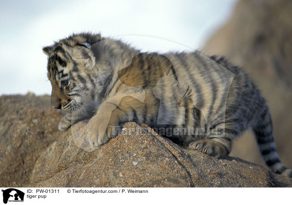 Tiger Welpe / tiger pup / PW-01311