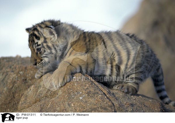 tiger pup / PW-01311