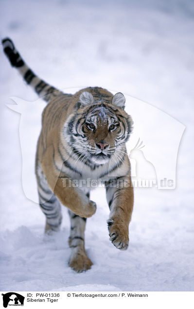 Siberian Tiger / PW-01336