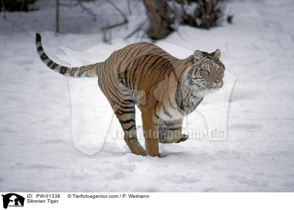 Siberian Tiger / PW-01338