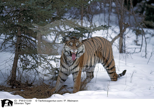 Siberian Tiger / PW-01339