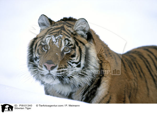 Siberian Tiger / PW-01340
