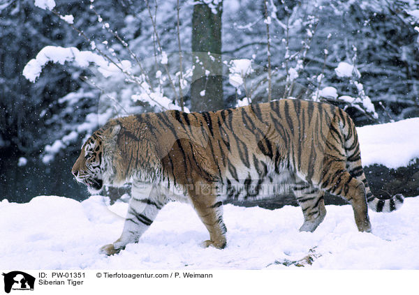 Siberian Tiger / PW-01351
