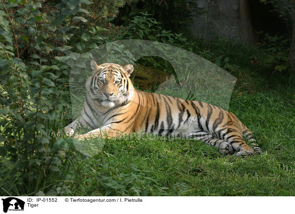 Tiger / IP-01552