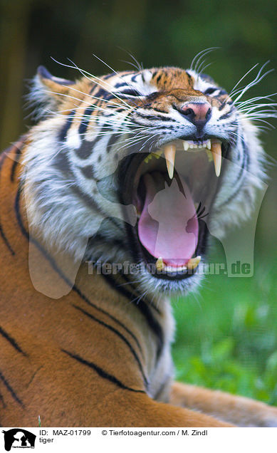 Tiger / tiger / MAZ-01799