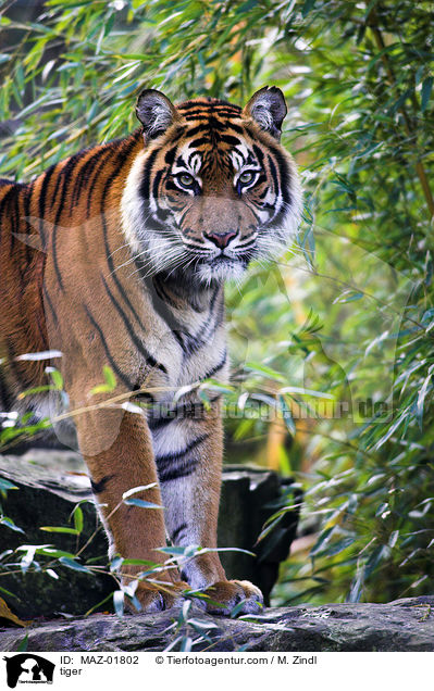 Tiger / tiger / MAZ-01802