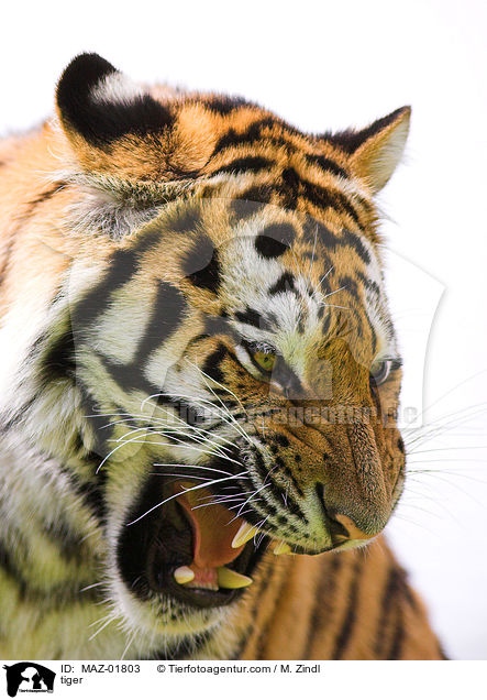 Tiger / tiger / MAZ-01803