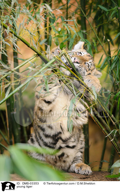 young tiger / DMS-03353