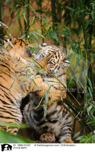 junge Tiger / young tigers / DMS-03357