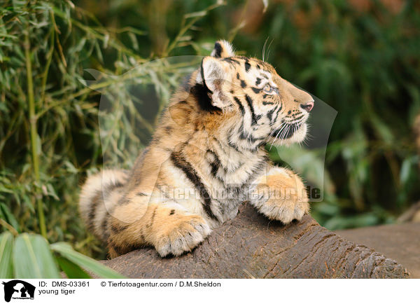 young tiger / DMS-03361