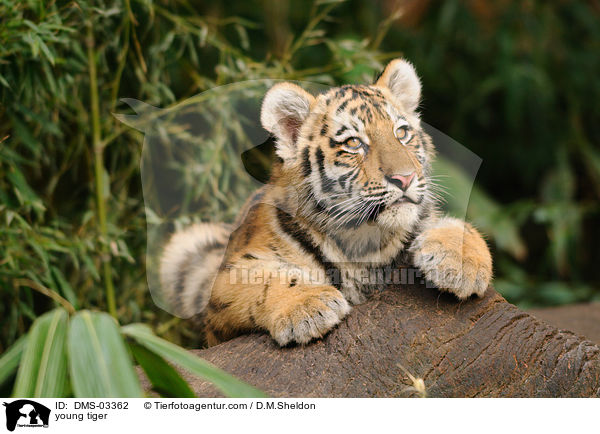 young tiger / DMS-03362