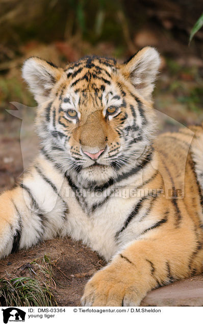 junger Tiger / young tiger / DMS-03364