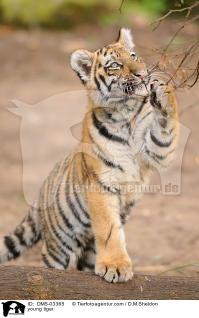 junger Tiger / young tiger / DMS-03365
