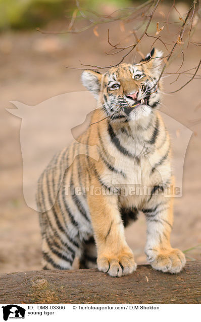 young tiger / DMS-03366