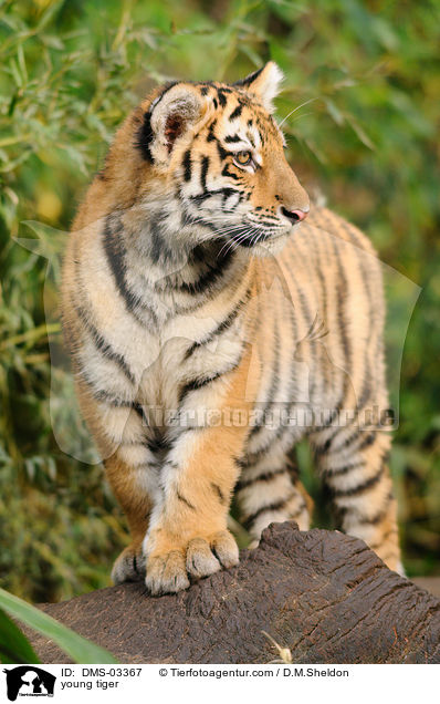 junger Tiger / young tiger / DMS-03367