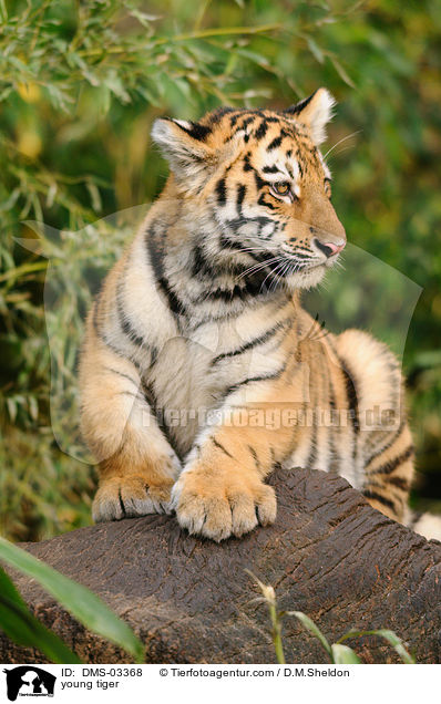 young tiger / DMS-03368