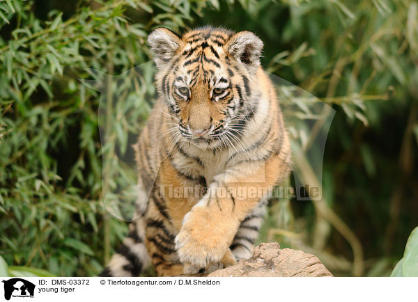 young tiger / DMS-03372