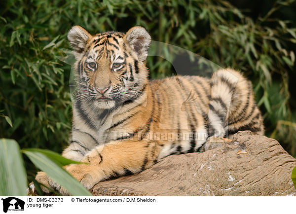 junger Tiger / young tiger / DMS-03373