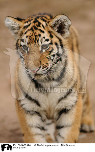 young tiger / DMS-03374