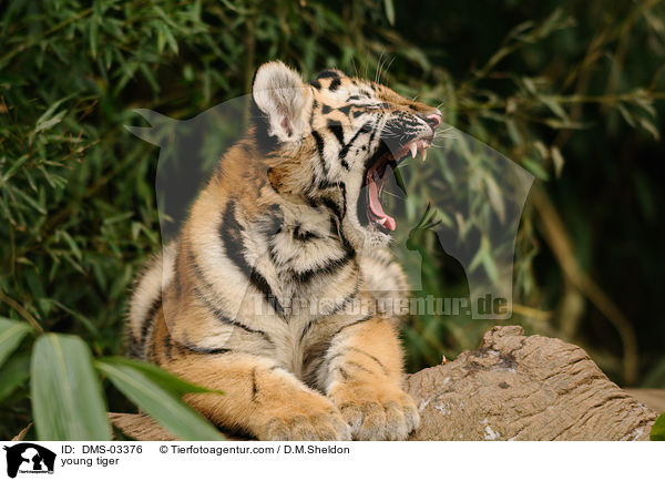 junger Tiger / young tiger / DMS-03376