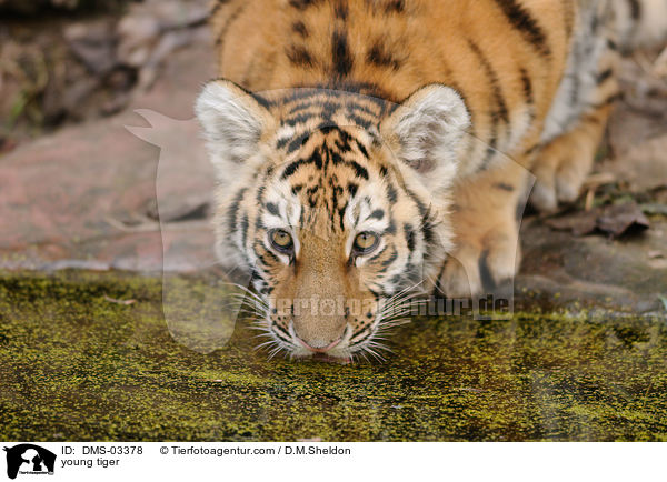 junger Tiger / young tiger / DMS-03378