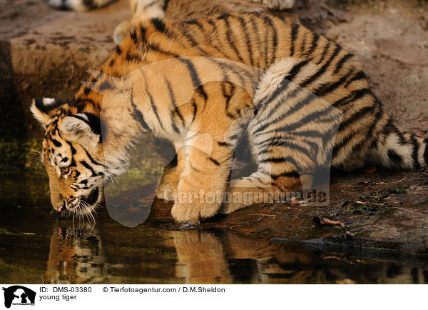 junger Tiger / young tiger / DMS-03380