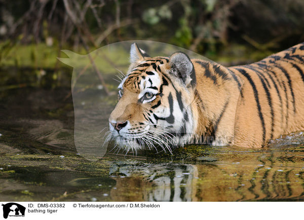 badender Tiger / bathing tiger / DMS-03382
